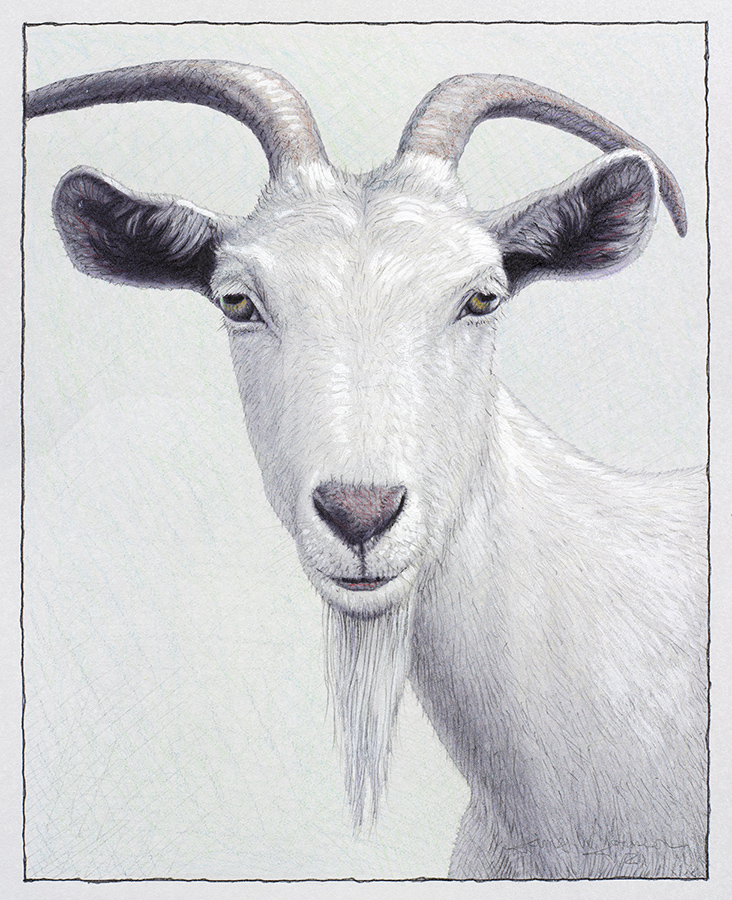 Study of a White Goat
